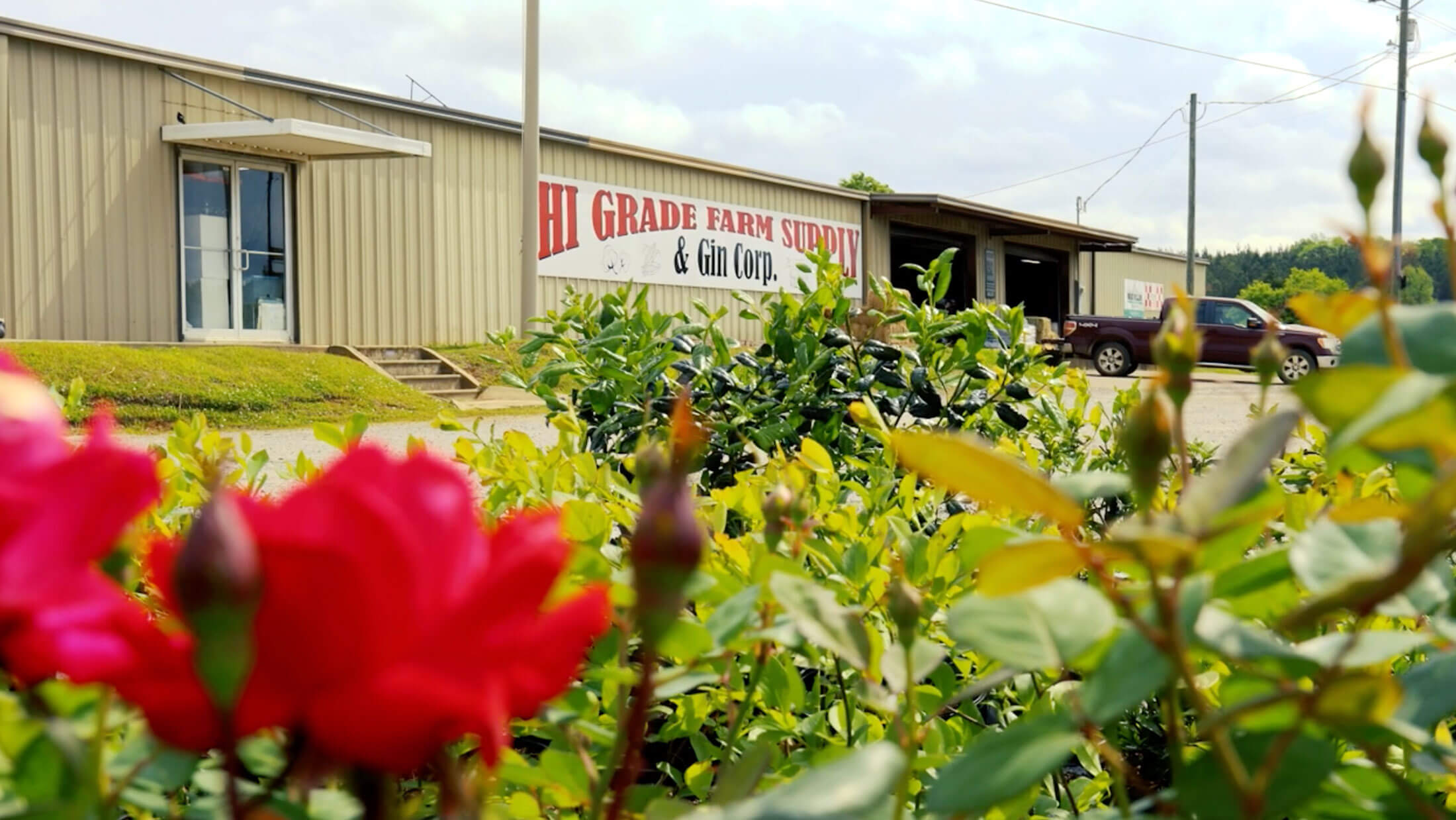 Hi Grade Farm Supply & Gin Corp. storefront in Winona, Mississippi with rose bushes in bloom